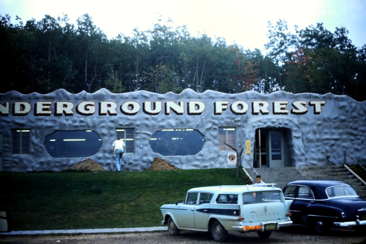 Underground Forest - Historical Slide Scan